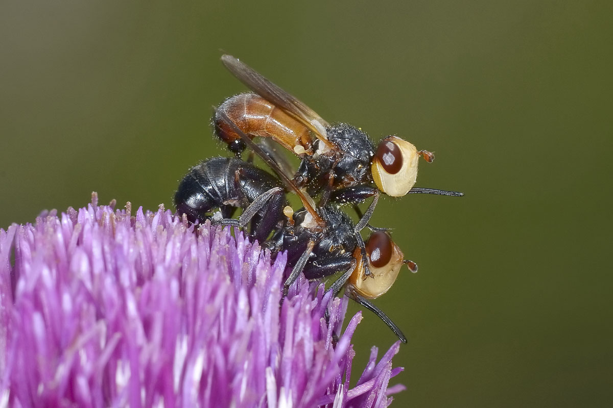 Melanosoma bicolor?